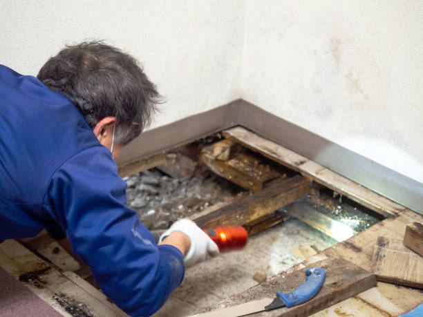  Seven Lakes, NC Mold Removal Pros