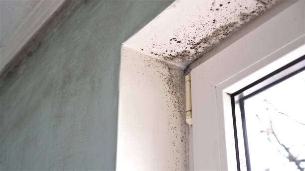 Best Local Mold Removal Service  in Seven Lakes, NC