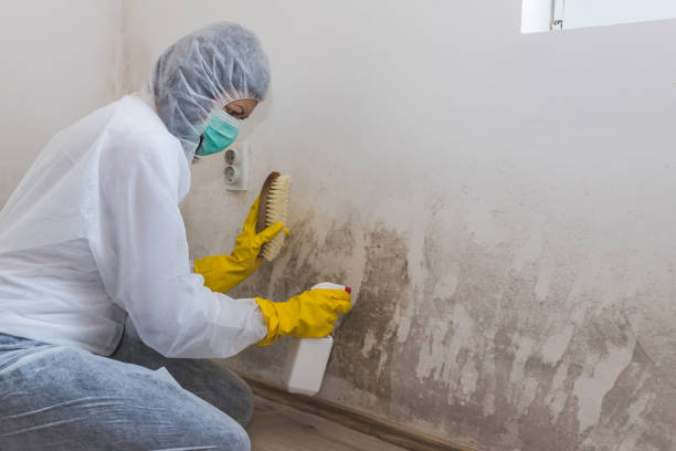 Best Mold Damage Repair  in Seven Lakes, NC