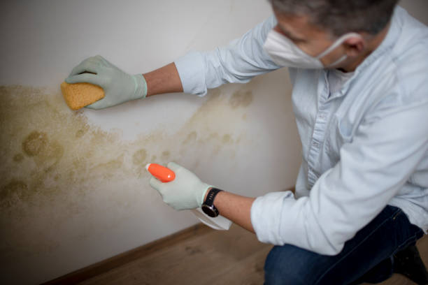 Best Best Mold Removal Companies  in Seven Lakes, NC