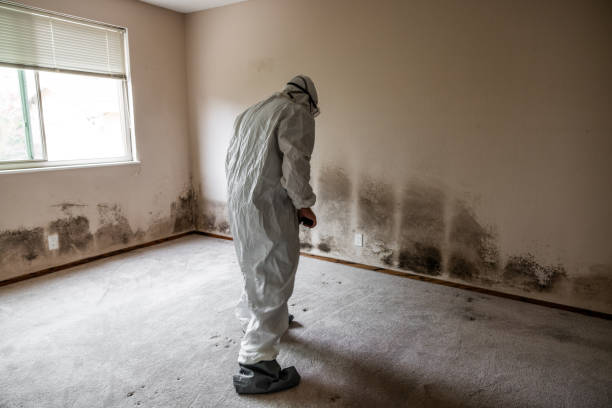 Best Certified Mold Removal  in Seven Lakes, NC