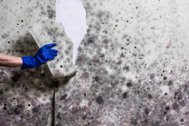 Best Mold Removal Near Me  in Seven Lakes, NC