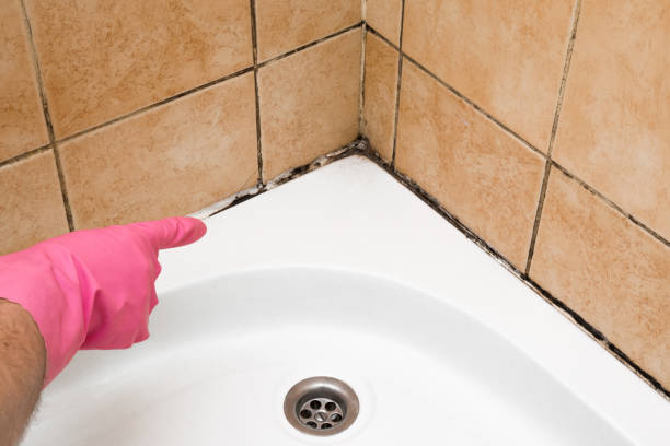 Best Black Mold Removal  in Seven Lakes, NC
